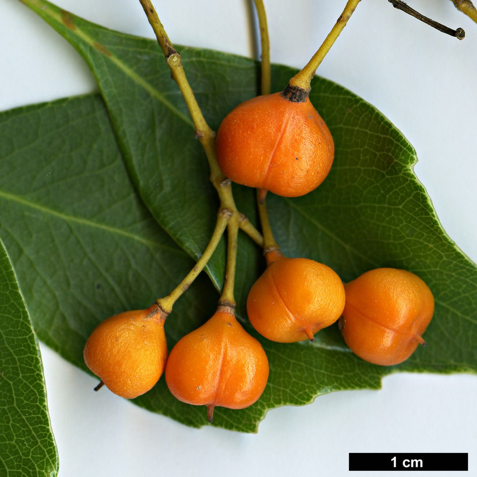 High resolution image: Family: Pittosporaceae - Genus: Pittosporum - Taxon: rhombifolium